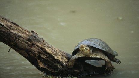 terrapin on a log