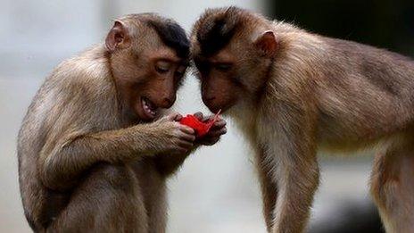 macaques