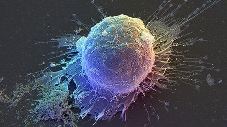 Stem cell