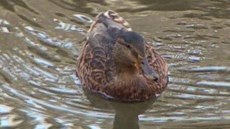 Duck swimming on River Cam