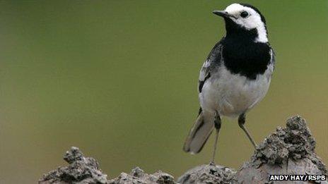 Pied wagtail. Photo: Andy Hay courtesy of the RSPB