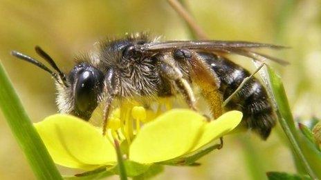 Tormentil mining bee. Pic: Paddy Saunders