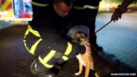 Firefighters rescuing dogs