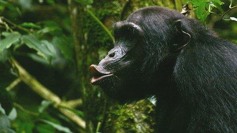 chimpanzee vocalising