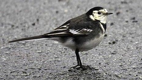 Pied wagtail