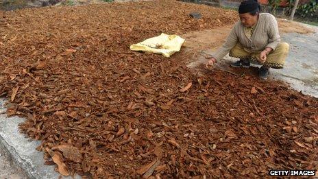 A woman in India drying bark from the cinchona tree