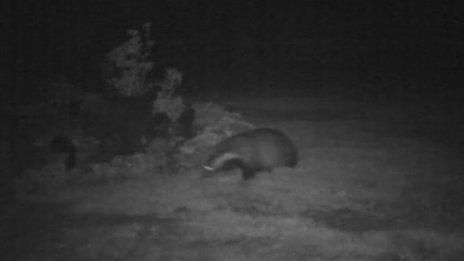 Badger in Mr Wall's garden