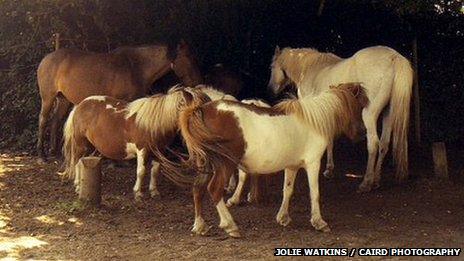 New Forest ponies