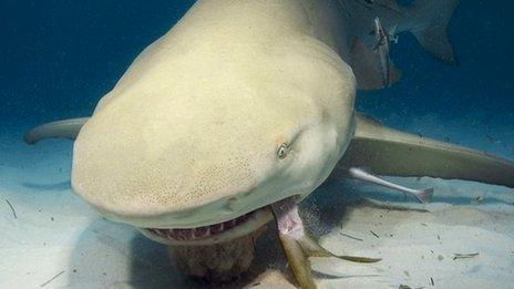 lemon shark