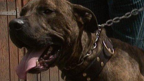 Pitbull terrier