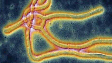 Ebola virus