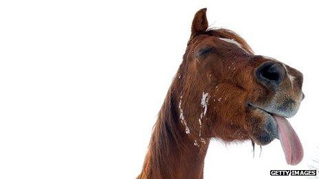 Horse with its tongue sticking out