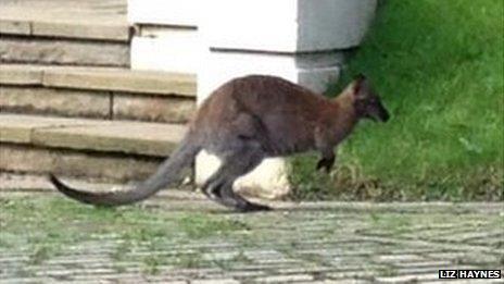 Wallaby at Highgate Cemetery