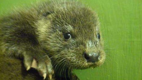 Young otter