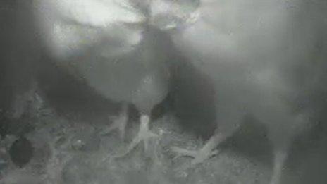 SWT owl webcam