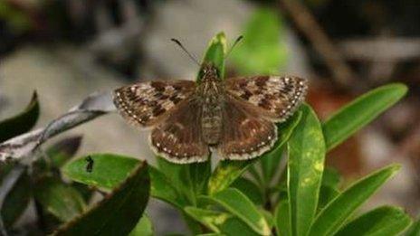 Dingy Skipper