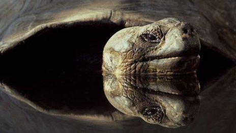giant tortoise