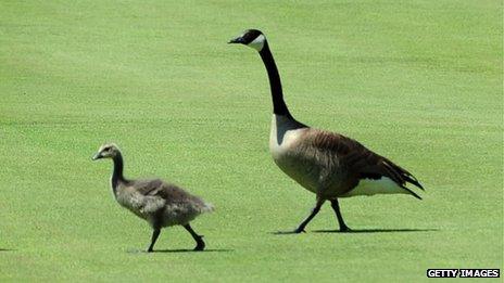 Canada geese