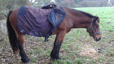 Ghillie the Highland pony