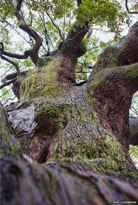 Trunk of Major Oak