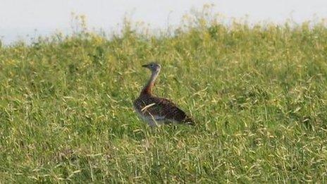 Great bustard in Alderney. Pic: Martin Batt