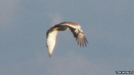 Great bustard in Alderney. Pic: Tim Morley