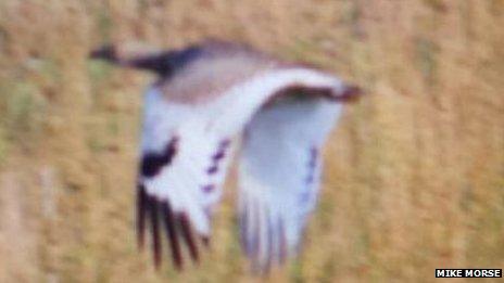 Little bustard