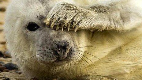 Seal pup on the Norfolk coast