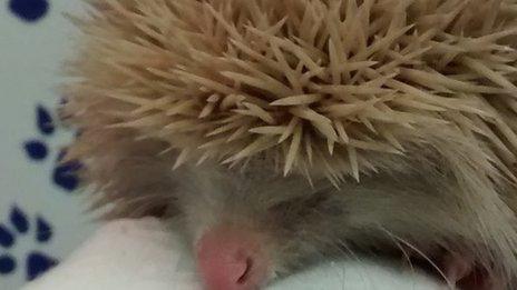 Albino hedgehog