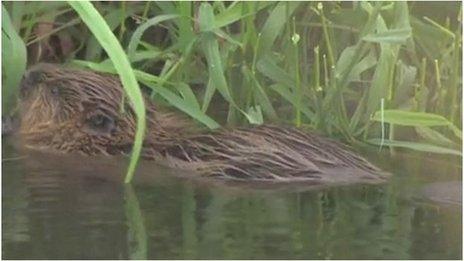 Beaver on River Otter