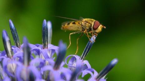 hoverfly on a thistle