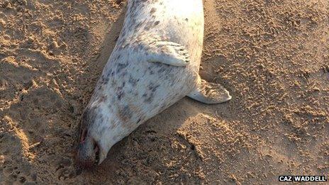 A dead seal