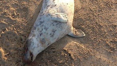 A dead seal