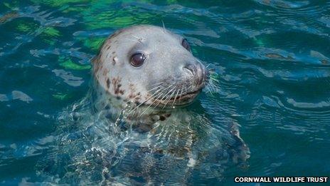 Grey seal