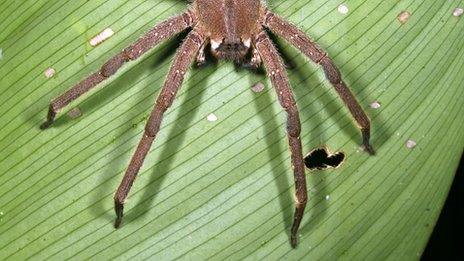 wandering spider