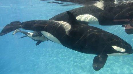 SeaWorld killer whales