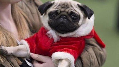 dog