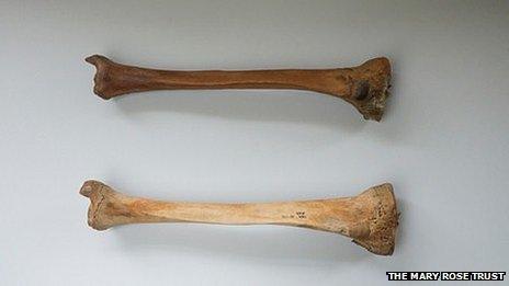 Two tibia bones taken from sailors on the Mary Rose