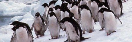 Adelie penguins