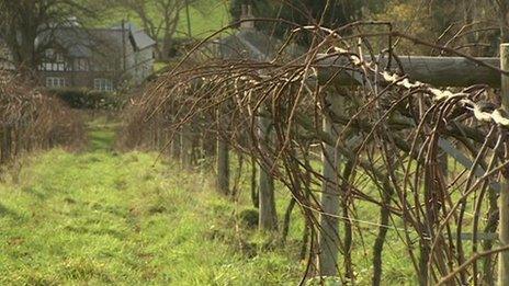 Vines in Wales