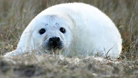 Seal pup at Blakeney Point