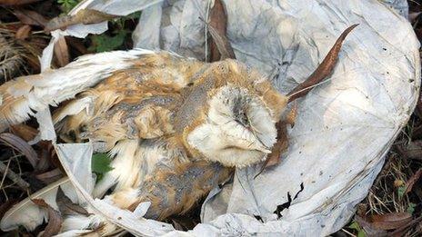 Dead barn owl entangled in discarded lantern