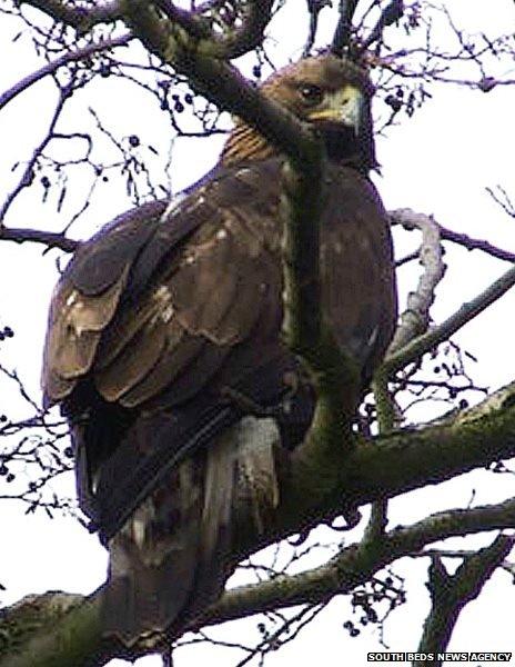 Norman the golden eagle