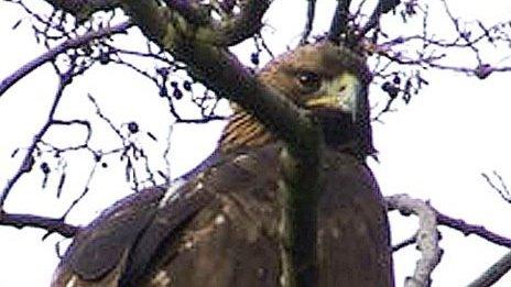 Norman the golden eagle