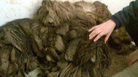 Dog found in Winchester