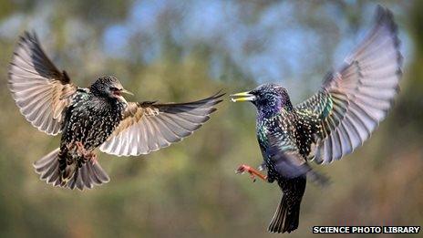 European starlings fighting