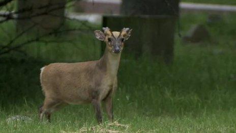 Muntjac deer