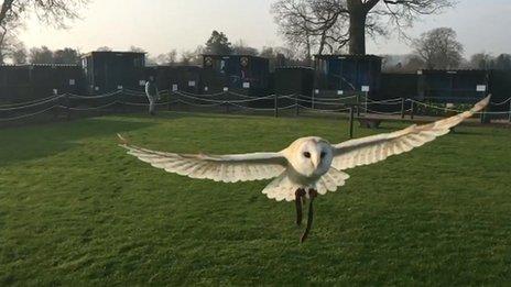 Molly, a rescue barn owl