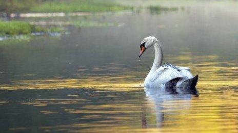 mute swan