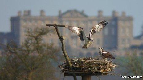 Ospreys land on a nest with Burley-on-the-Hill in the background